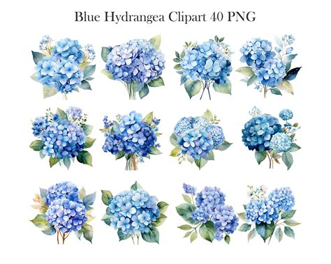 Hydrangea Png Watercolor Blue Hydrangea Clipart Bundle Blue Flower