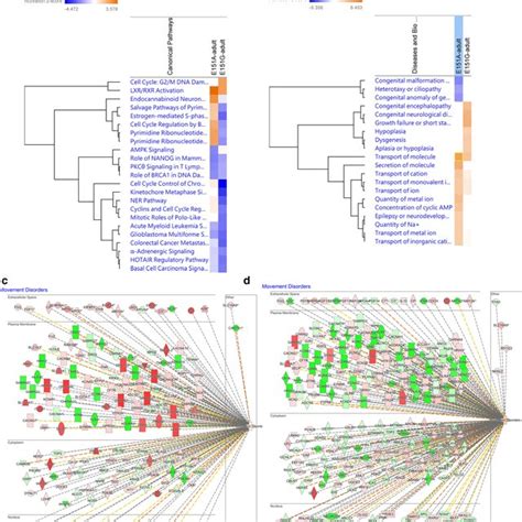 Ingenuity Pathway Analysis Ipa Network And Canonical Pathway Analysis Download Scientific