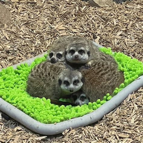 Meerkat Monday: Celebrating Their Own Special Day - Staten Island Zoo ...