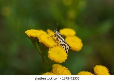 260 White Sulphur Butterfly Close Images Stock Photos Vectors