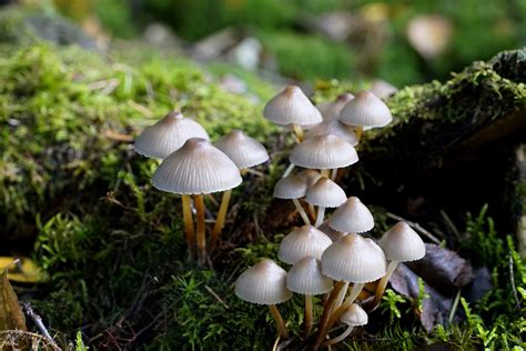 Fungal Evolution Discovered Mycena Can Now Invade Living Hosts