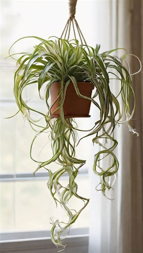 Hanging Spider Plant Care: Freshen Up Your Home Decor