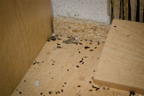 How Long Are Mouse Droppings Dangerous? - Mouse Control