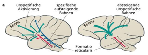 Aufmerksamkeit Bewusstsein Karteikarten Quizlet