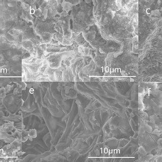 Sem Images Of The Specimens Sintered At A C B C C