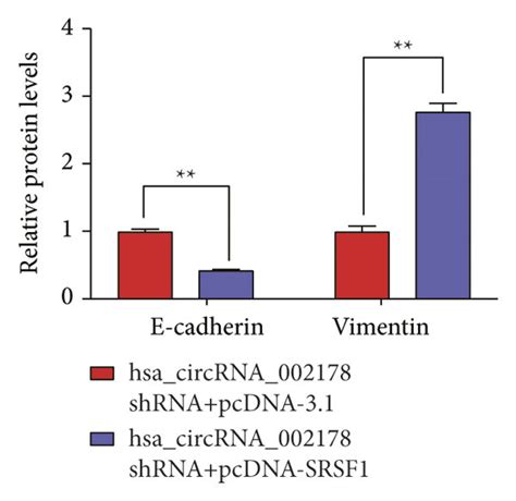 SRSF1 Overexpression Reversed The Effects Of Hsa CircRNA 002178