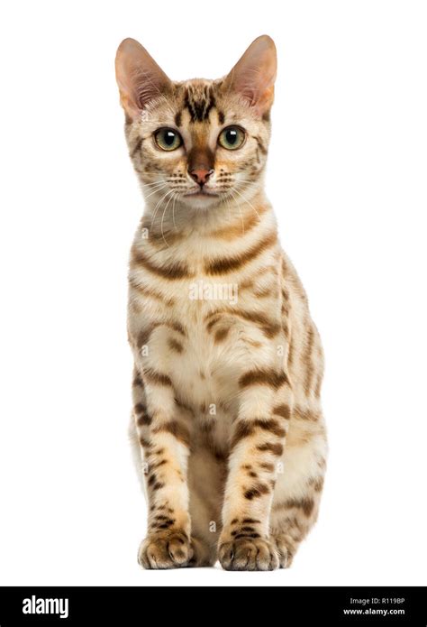 Front View Of A Bengal Cat Sitting Looking At The Camera 5 Years Old