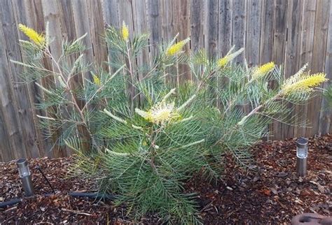 Grevillea Honeybird Yellow