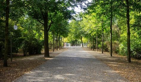 Parc Tiergarten à Berlin Allemagne Automne Avec Des Feuilles Qui