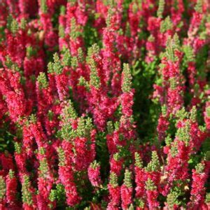 Calluna Vulgaris Spring Torch Heather