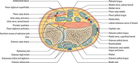 Wrist Anatomy Cross Section