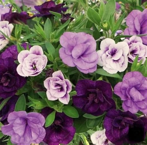 Trixi Blue Petticoat Plug Plants Available From St Of March