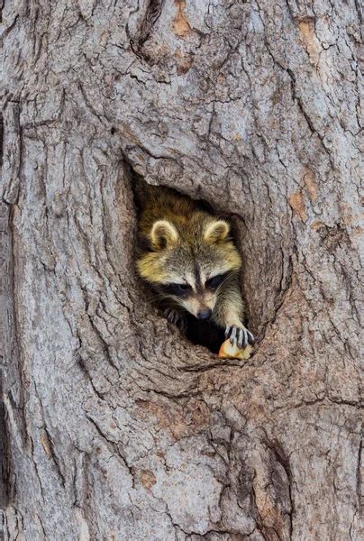 Baby Raccoon In A Tree Stock Photo by ©steve_byland 7916250