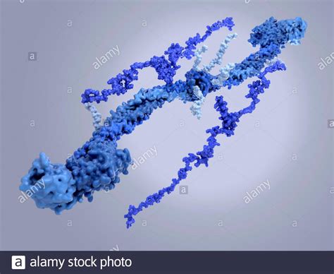 Molecular Model Showing The Structure Of The Blood Clotting