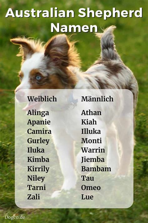 Australian Shepherd Namen Weiblich Und Männlich Mit Bedeutung