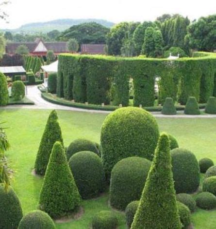 Гаршинка | Интернет-магазин садовых растений | Балийский сад, Дизайн ...