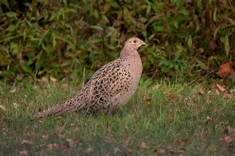 Ring-necked Pheasant | Audubon Field Guide