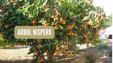 Descubre El Nombre Del Rbol Que Produce Los Deliciosos N Speros