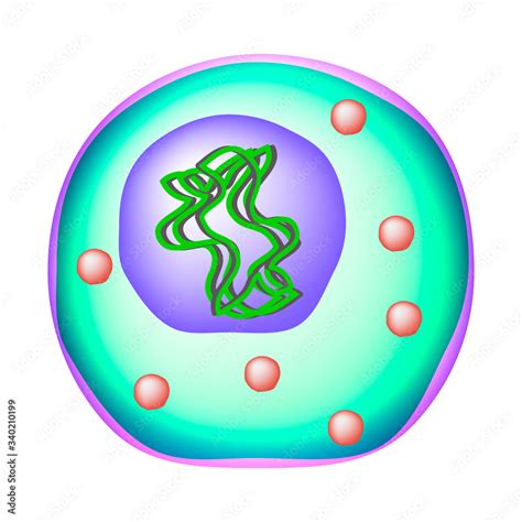 Ureaplasma urealyticum. Bacterial infections Ureaplasma. Sexually ...