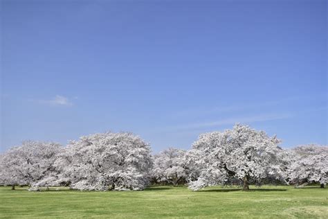 うんどう広場 国営昭和記念公園公式ホームページ