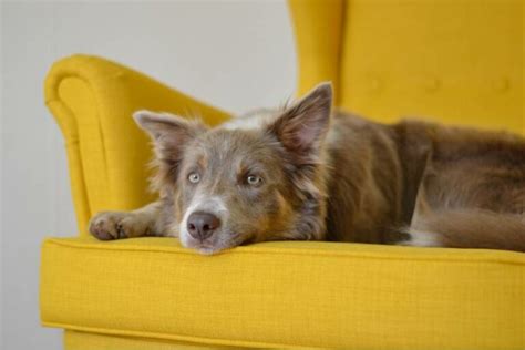 Nombres Para Border Collie Nombra A Tu Mascota Con Estilo