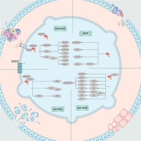 Frontiers Functional And Clinical Characteristics Of Focal Adhesion