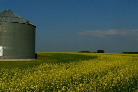 Beautiful Canola – Farmer Bloggers