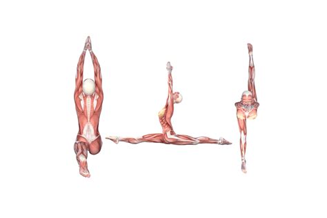 Yoga Anatomy: Monkey Pose (Hanumanasana) | Om Yoga Magazine