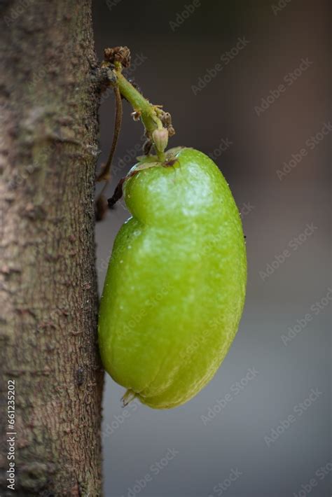 Averrhoa Bilimbi Linn Belimbing Sayur Wuluh Buluh Botol Besi Asam