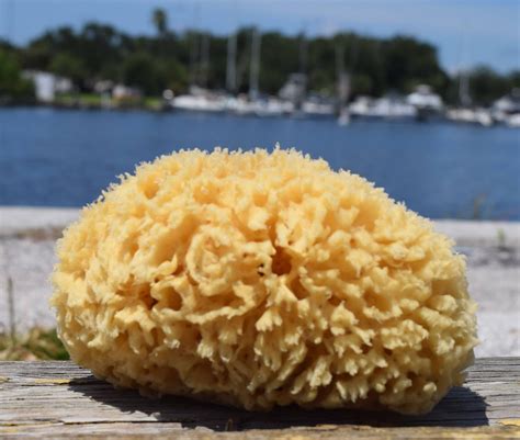 75 80 Natural Prime Wool Sea Sponge Spa Bath Luxury Bath