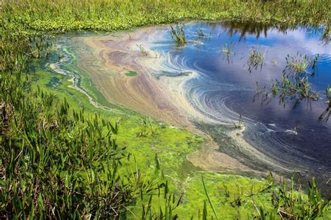 Pollution And Algae In The Wetlands Stock Photo Image Of Marsh Dirt