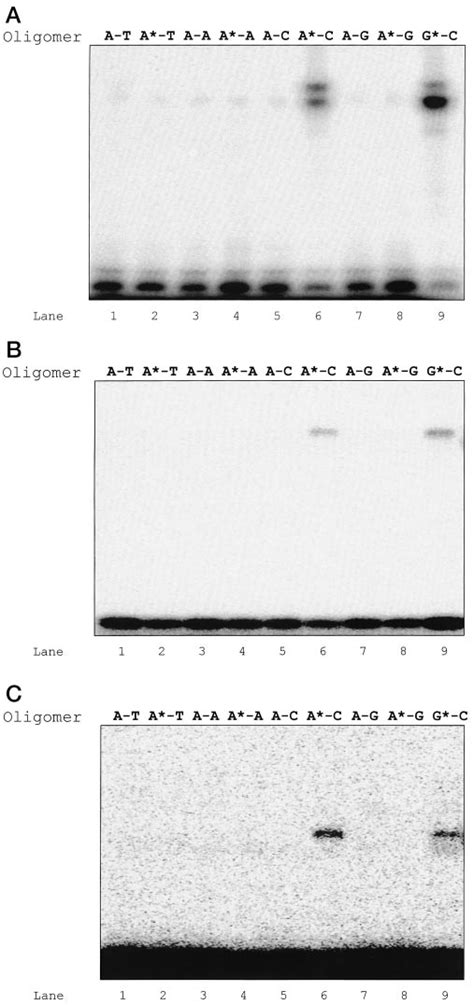 Trapping Of A Repair Enzyme On 8 Oxoa 32 P Labeled Oligonucleotide