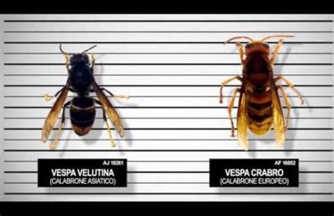 Vespa killer la puntura è letale ti diciamo come riconoscere il nido