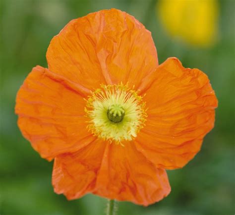 Papaver Nudicaule Champagne Bubbles Orange Iceland Poppy