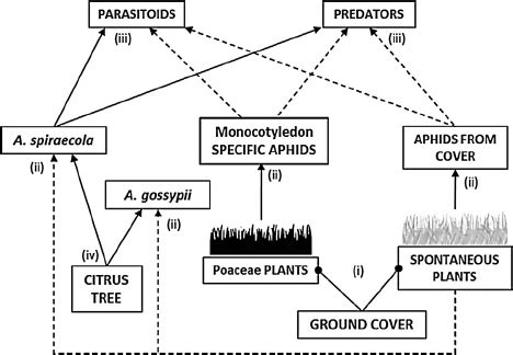 The Aphid Food Web Associated With Citrus Orchards With A Sown Ground