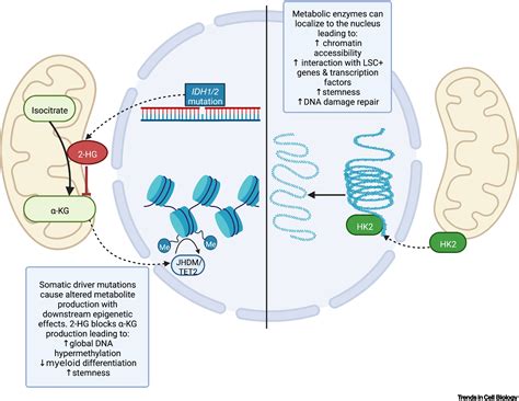 Contribution Of Metabolic Abnormalities To Acute Myeloid Leukemia