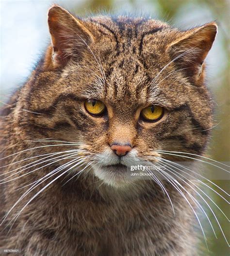 Scottish Wildcat High-Res Stock Photo - Getty Images