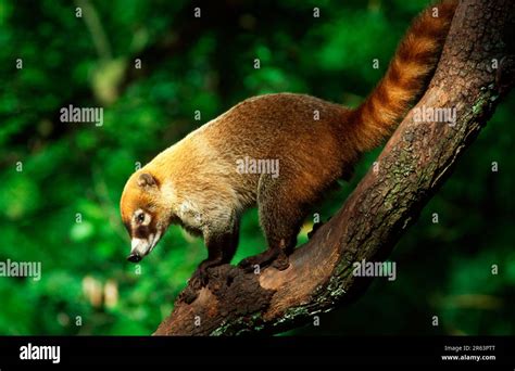 White Nosed Coati Nasua Narica Side Stock Photo Alamy