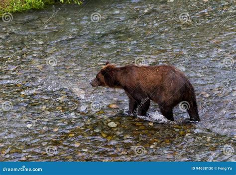 Oso De Grizzley Que Forrajea Para La Comida Foto De Archivo Imagen De