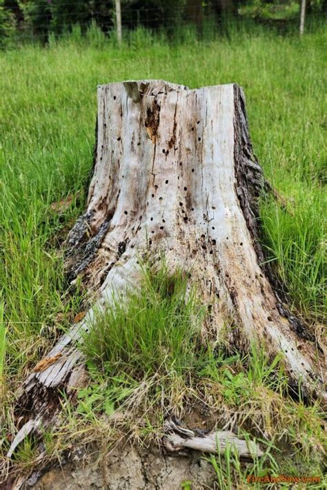 How To Get Rid Of Tree Stumps 8 Ways From Fastest To Slowest