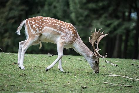 Nature Roe Deer Forest Fallow Deer Scheu Hirsch Pikist