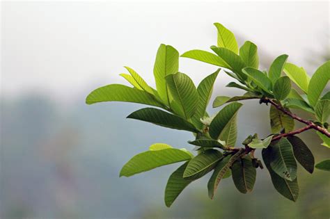 Free stock photo of guava leaves