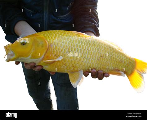 Koi yellow Carp Stock Photo - Alamy