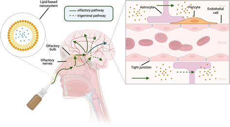 Routes For Intranasal Delivery Of Drugs To The Central Nervous