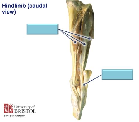 P Equine Hindlimb Caudal View Diagram Quizlet