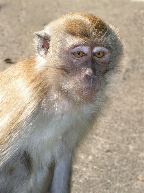 Mirada Fija Del Macaque De La Cola Larga Foto De Archivo Imagen De