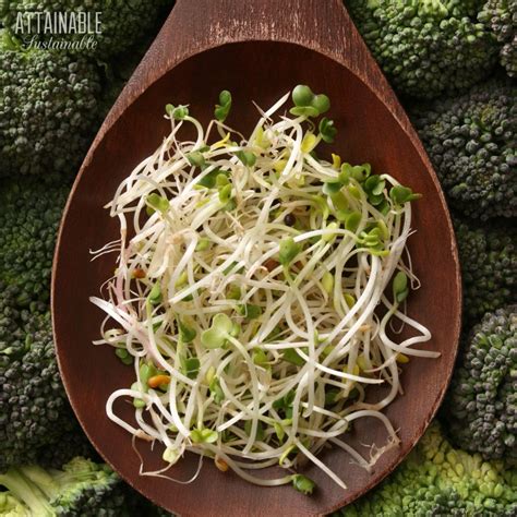 Growing Broccoli Sprouts For Highest Sulforaphane