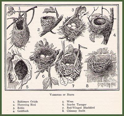 Different types of bird nests | For the birds | Pinterest