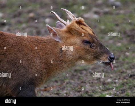 Closeup Of The Head Of A Male Asian Reeves Muntjac Deer Muntiacus