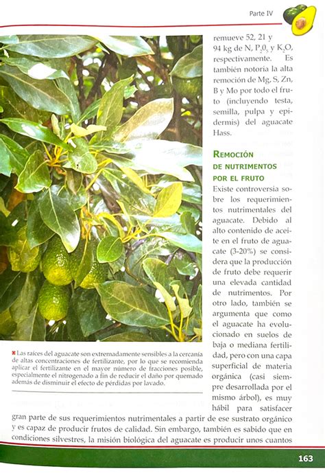 Cultivo Del Aguacate O Palta Libros MX